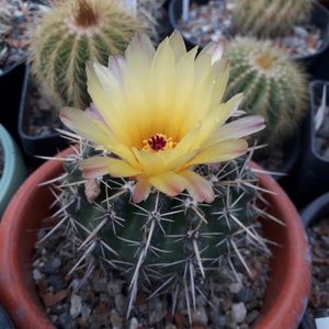 Notocactus submammulosus