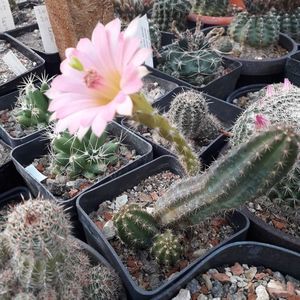 Echinocereus gentryi