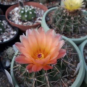 Notocactus submammulosus
