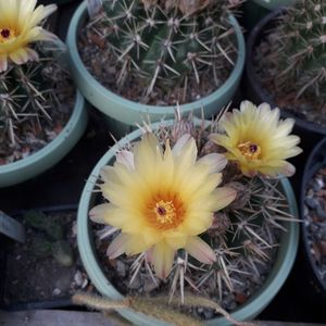 Notocactus submammulosus