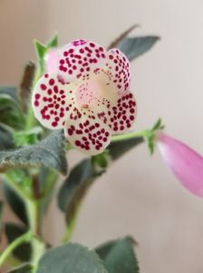 Kohleria 'HCY's Jardin De Monet