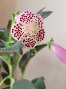 Kohleria 'HCY's Jardin De Monet