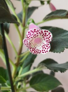 Kohleria 'HCY's Jardin De Monet