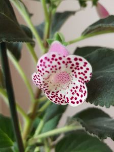 Kohleria 'HCY's Jardin De Monet