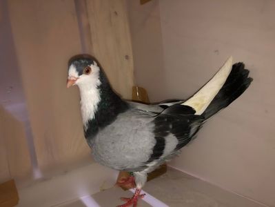 6811  mascul  2019_2