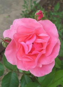 20190612_121114-3