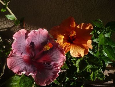 P1410919