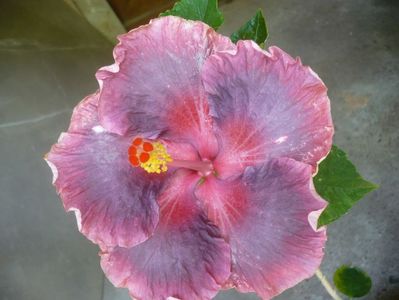 P1410923