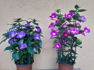 Achimenes BriD’s