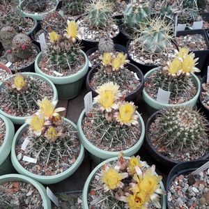Notocactus submammulosus; Grup cu flori inchise
