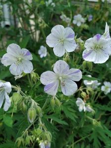 Splish-Splash - geranium