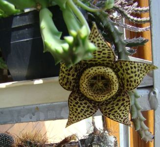 Orbea variegata (Stapelia variegata)