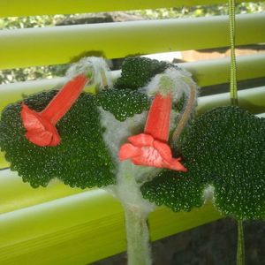 Sinningia Bullata