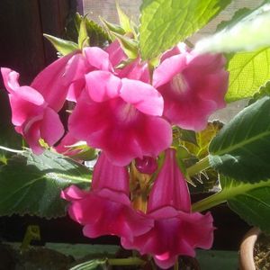 Sinningia speciosa jurapensis