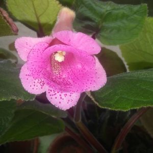 Sinningia MG's Freckled Pink