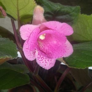 Sinningia MG's Freckled Pink