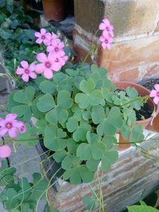 Oxalis rubra