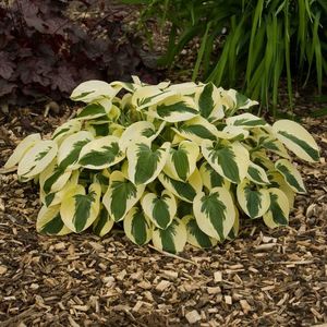 Hosta Brim Cup