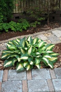 Hosta Chain Lightning