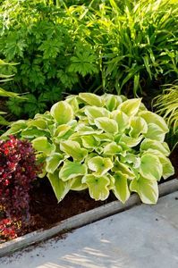 Hosta Delta Dawn