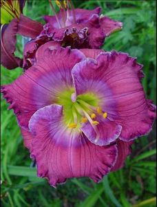 Hemerocallis Lavender Blue Baby (2)