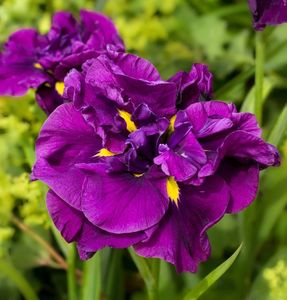 Iris Ensata Eileen's Dreams