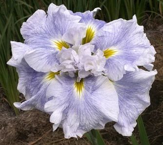 Iris Ensata Wave Action (1)