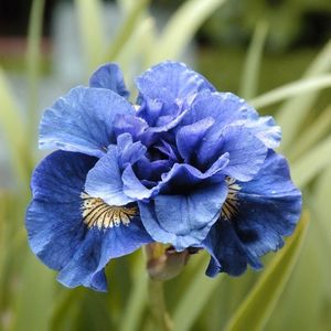 Iris Sibirica Concord Crush