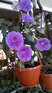 IMG-20190618-WA0000