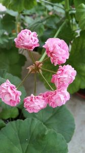 ; Australian Pink Rosebud
