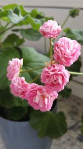 Australian Pink Rosebud