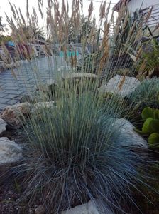 Festuca glauca