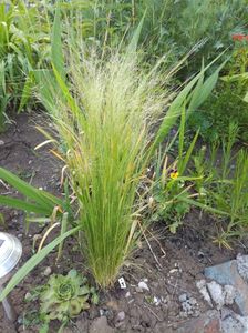 Stipa tenuissima pony tail