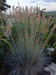 Festuca glauca