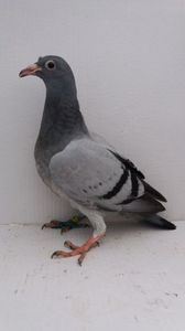 vandut