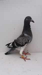 vandut