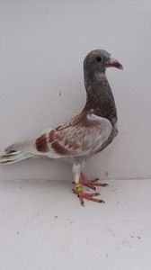 vandut