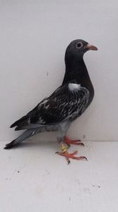 vandut