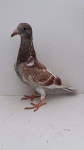 vandut