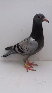 vandut