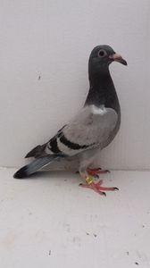 vandut