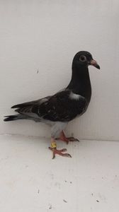 vandut