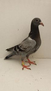 vandut