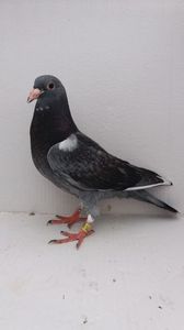 vandut