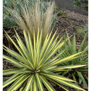 yucca_variegata