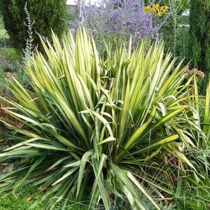 yucca-de-gradina-golden-sword