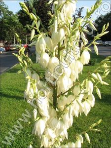 Yucca-filamentosa-inmultire