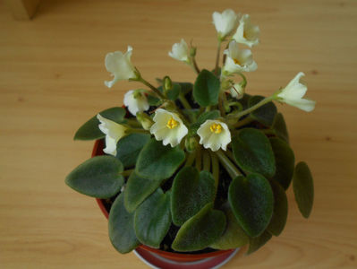 Senk s Alchemy Yellow Bells