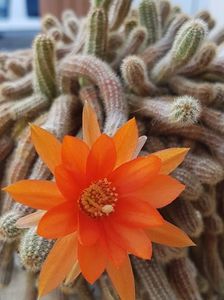 Chamaecereus silvestrii 1; Acest cactus stufos infloreste prima data si cred ca-l am de vreo 10 ani. A fost surpriza zilei. Are doar o singura floare si nu-i vazusem bobocul asa ca nu ma asteptam.

