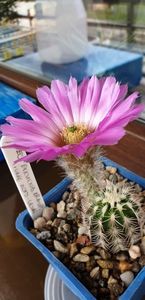 Echinocereus reichenbachii albispinus